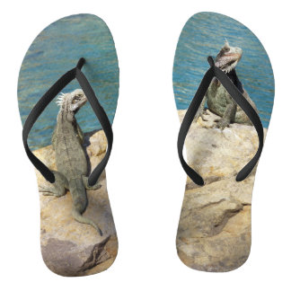 Chanclas Fotografía de Iguanas y Vida Silvestre Tropical