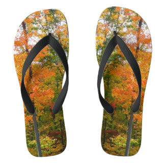 Chanclas Fotografía de la naturaleza otoñal en árboles de a