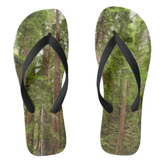 Chanclas Hasta Redwoods I en el Monumento Nacional Muir Woo