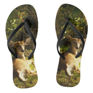 Chanclas Joven dólar en la pradera