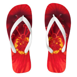 Chanclas La foto macra del hibisco rojo florece en
