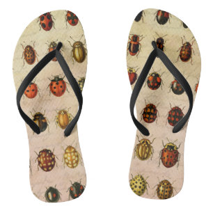 Chanclas Ladybug Ladybird Beetle Insect Bug