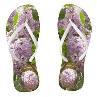 Chanclas Lilac Bush hermosas flores de primavera morada