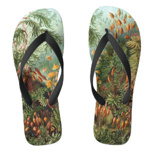 Chanclas Muscinae vintage, plantas de musgo por Ernst Haeck