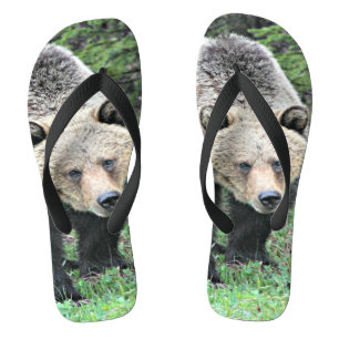 Chanclas Oso Pardo Caminando En El Bosque
