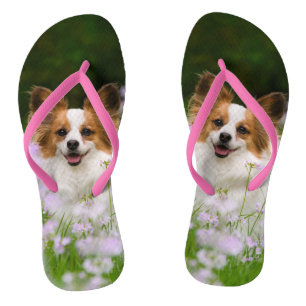 Chanclas Papillon Dog Cute Romantic Portrait Mascota Foto -