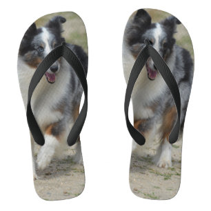 Chanclas Pastor australiano Merle Azul
