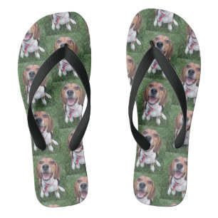 Chanclas Perrito feliz sonriente del beagle de la cara