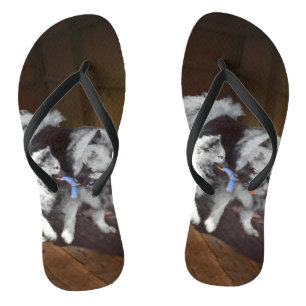 Chanclas Pintado Keeshond Playtime - Arte Perro Original.