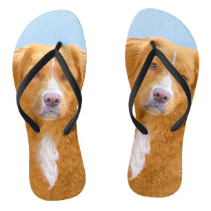 Chanclas Pintura de perro de nova Scotia