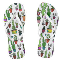 Plantas Cutas Potadas Cactus Suculentas Diversión 