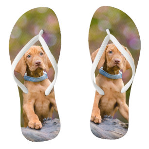 Chanclas _-puppyeyed lindo de la foto del perrito del perro