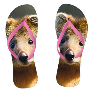 Chanclas Quintin El Ginger Quokka, Flip Flops