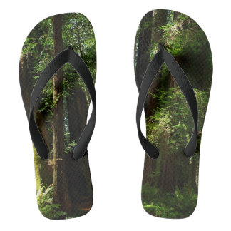 Chanclas Secuoyas y ferris en el Parque Nacional Redwood