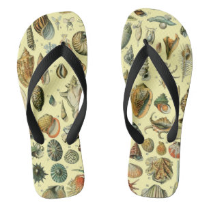 Chanclas Shell de conchas marinas Mollusk Clam Elegante Art