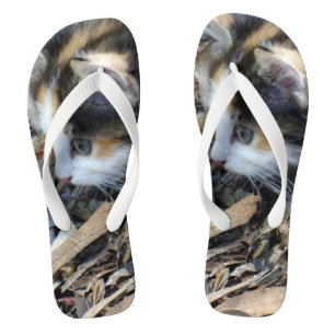Chanclas Tortoiseshell Kitten viendo bichos,