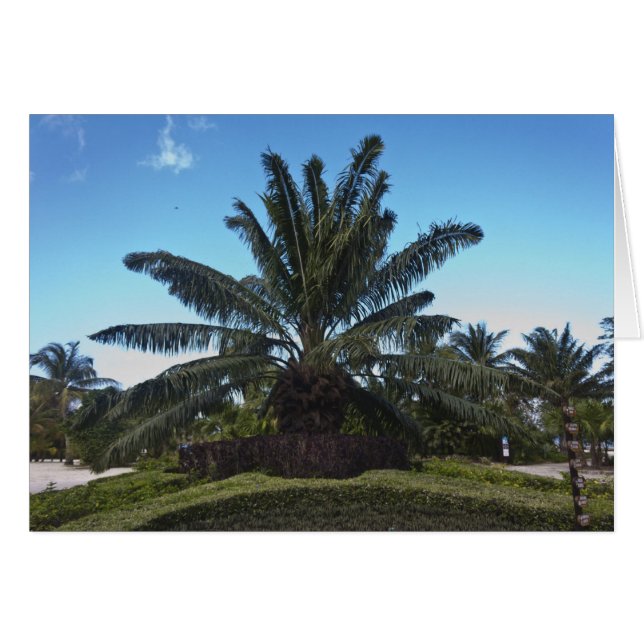 Chankanaab, Cozumel, México (Anverso (Horizontal))