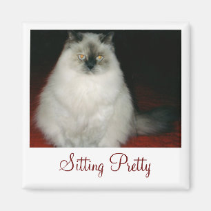 Chantal el gato que sienta el imán bonito