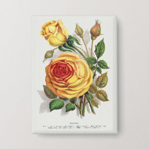 Chapa Arte Botánico Vintage Rosa Amarilla y Naranja de A