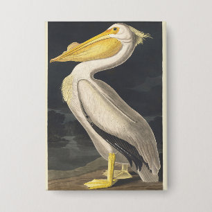 Chapa Arte de ave pelícano blanco americano Audubon vint
