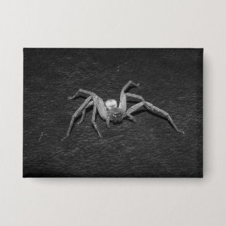Chapa B&W_Huntsman Spider