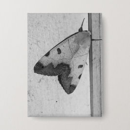 Chapa B&W - Ophiusa tirhaca, el hueco verde