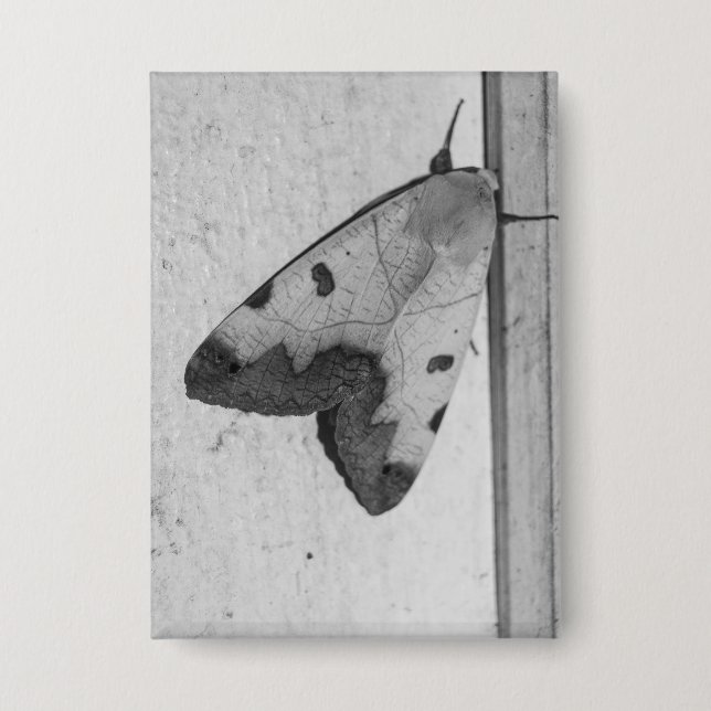 Chapa B&W - Ophiusa tirhaca, el hueco verde (Anverso)