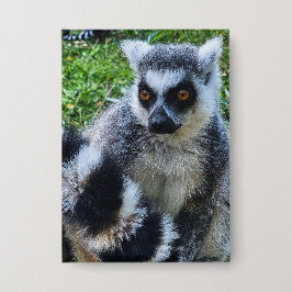 Chapa Button met Ringstaartmaki – Unieke Dierenprint