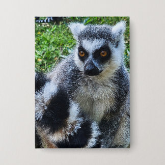 Chapa Button met Ringstaartmaki – Unieke Dierenprint