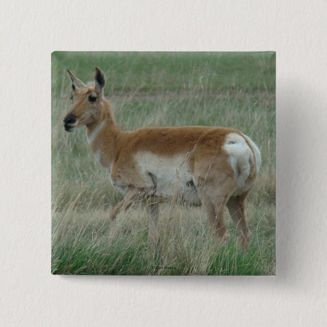 Chapa Cuadrada A31 Pronghorn Antelope Doe (Anverso)