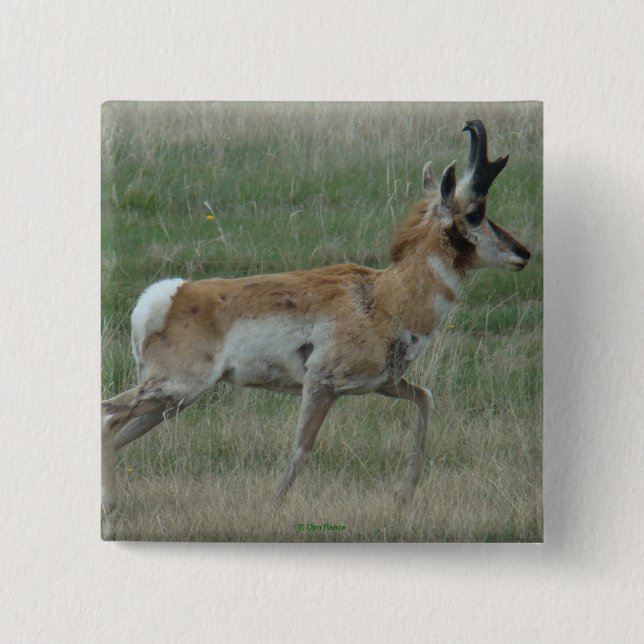 Chapa Cuadrada A32 Pronghorn Antelope Buck (Anverso)