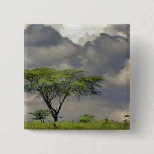 Chapa Cuadrada Acacia tortilis, Acacia tortilis, y 2