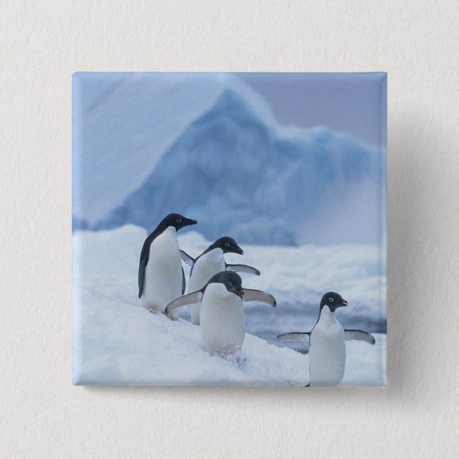 Chapa Cuadrada Adelie Penguins (Pygoscelis adeliae) sobre hielo, (Anverso)
