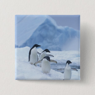 Chapa Cuadrada Adelie Penguins (Pygoscelis adeliae) sobre hielo,