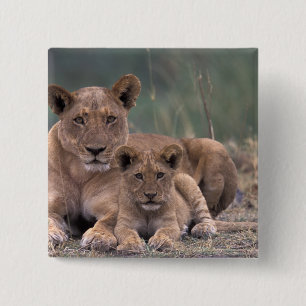 Chapa Cuadrada África, Botsuana, Delta del Okavango. Leones