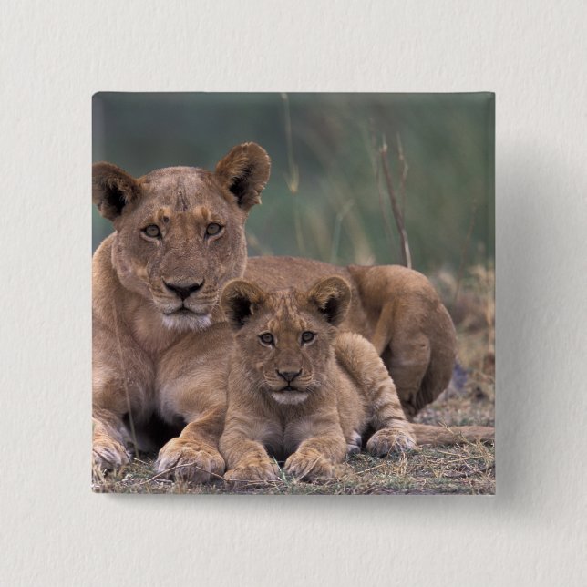 Chapa Cuadrada África, Botsuana, Delta del Okavango. Leones (Anverso)
