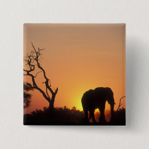 Chapa Cuadrada África, Botsuana, Parque Nacional Chobe, Atardecer