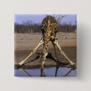 Chapa Cuadrada África, Botsuana, Parque Nacional Chobe, Jirafa