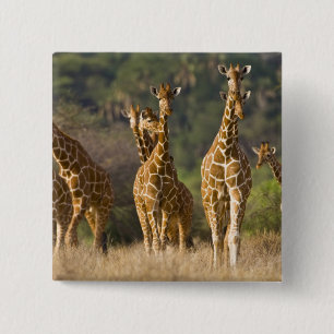 Chapa Cuadrada África. Kenia. Manada de jirafas reticuladas