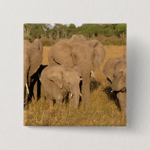 Chapa Cuadrada África, Kenia, Masai Mara. Elefante Africano