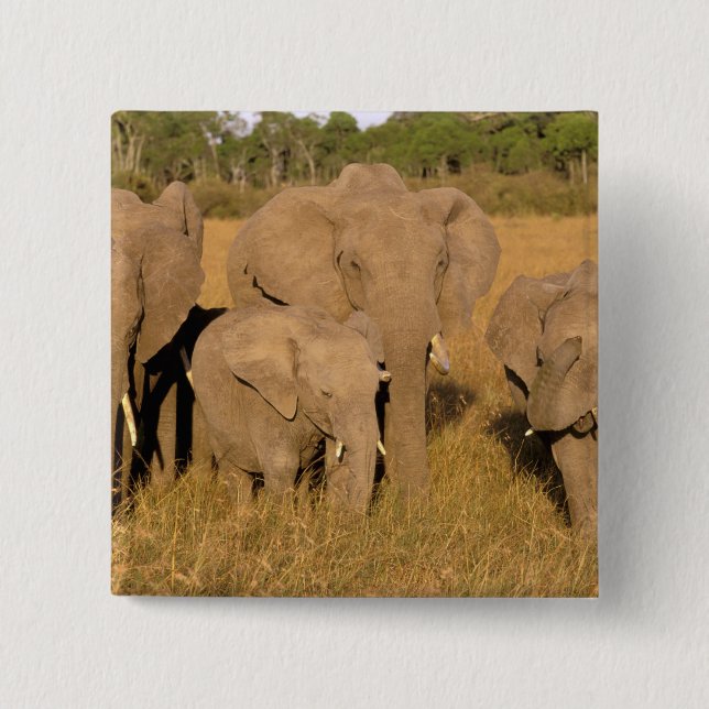 Chapa Cuadrada África, Kenia, Masai Mara. Elefante Africano (Anverso)