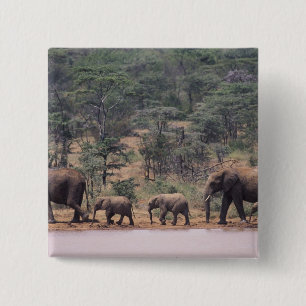 Chapa Cuadrada África, Kenia, Nanyuki, Mpala. Africano