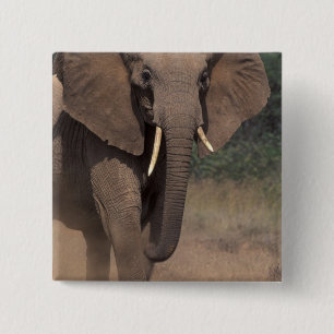 Chapa Cuadrada África, Kenia, Nanyuki, Mpala. Elefante africano.