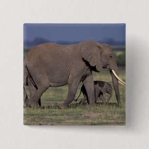 Chapa Cuadrada África, Kenia, Parque Nacional Amboseli. Africano 