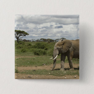 Chapa Cuadrada África, Kenia, Parque Nacional Amboseli, elefante,