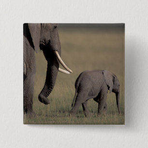Chapa Cuadrada África, Kenia, Parque Nacional de Amboseli. Africa