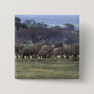 Chapa Cuadrada África, Kenia, Parque Nacional de Amboseli. Africa