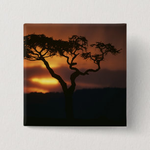 Chapa Cuadrada África, Kenia, Reserva de caza Masai Mara, Atardec