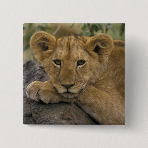 Chapa Cuadrada África, Kenia. Retrato de un león.