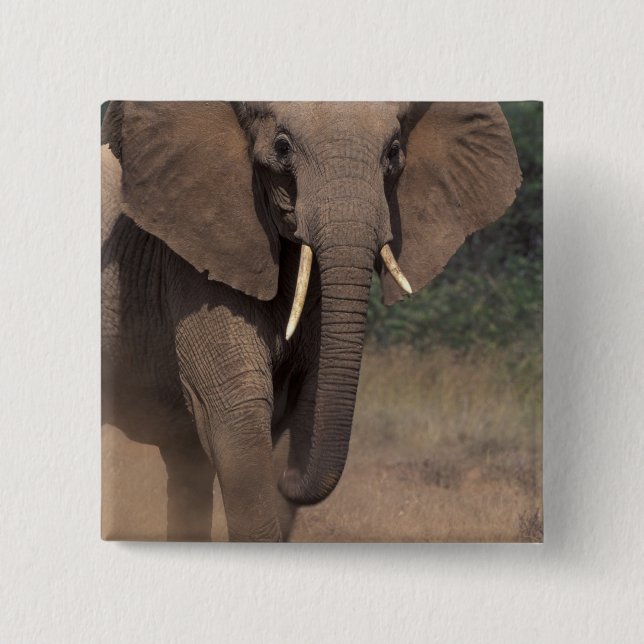 Chapa Cuadrada África, Kenya, Nanyuki, Mpala. Elefante Africano. (Anverso)